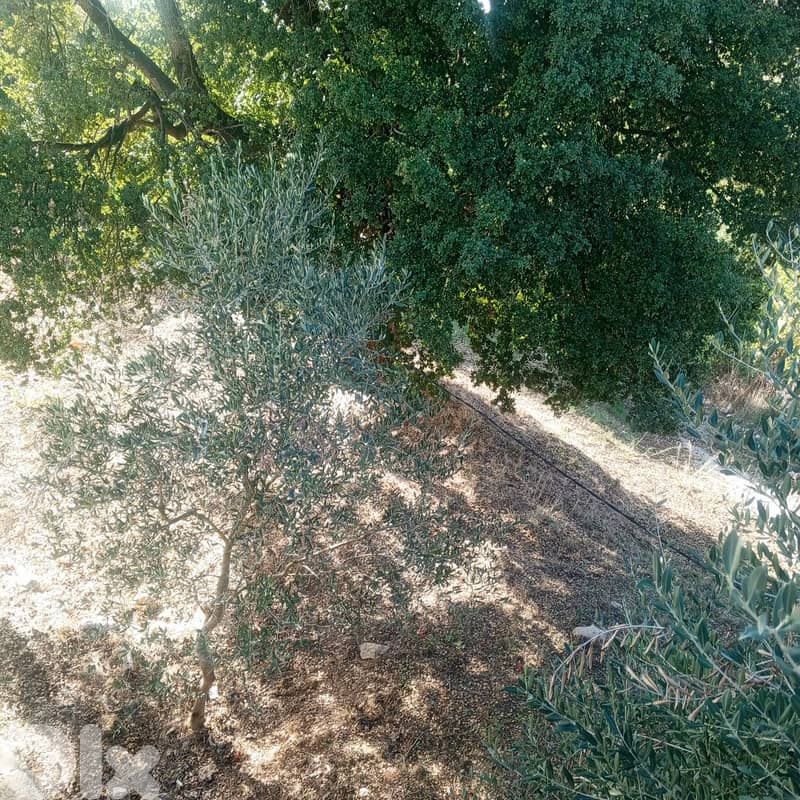 Land For Sale In Kfar baal Annaya - أرض للبيع في كفر بعل عنايا 1