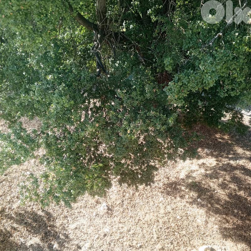 Land For Sale In Kfar baal Annaya - أرض للبيع في كفر بعل عنايا 2