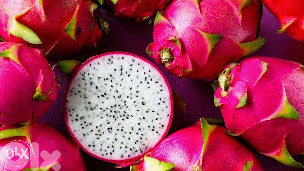 Dragon fruit plants شتول فاكهة التنين 0