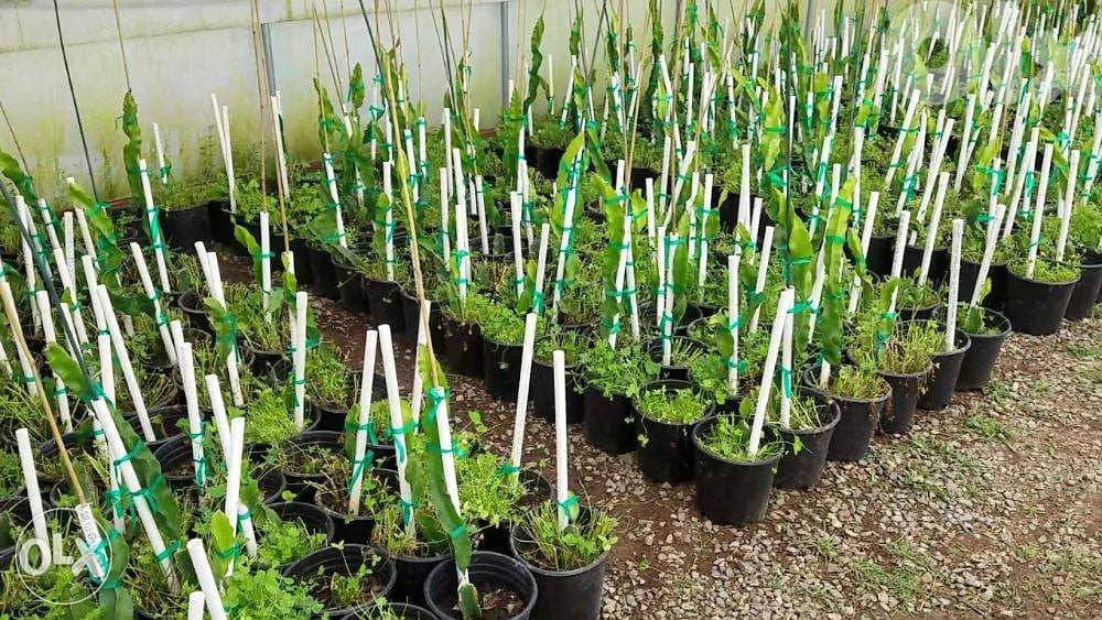 Dragon fruit plants شتول فاكهة التنين 1