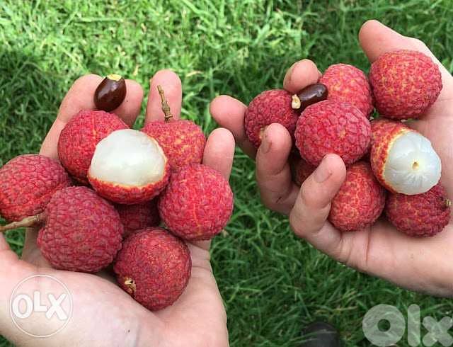 Spanish Litchi trees شجر ليتشي إسباني 0