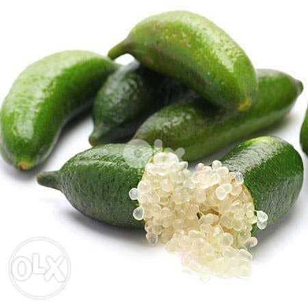 Italian Finger lime/ citron caviar trees شجر حامض الكافيار الإيطالي 0