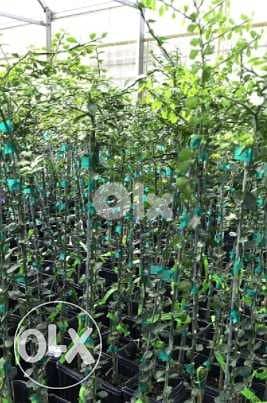 Italian Finger lime/ citron caviar trees شجر حامض الكافيار الإيطالي 1