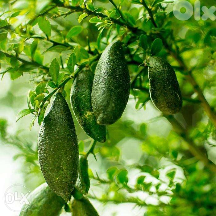 Italian Finger lime/ citron caviar trees شجر حامض الكافيار الإيطالي 2