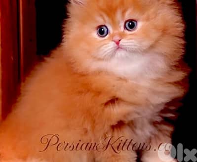 scottish persian gold 70485808