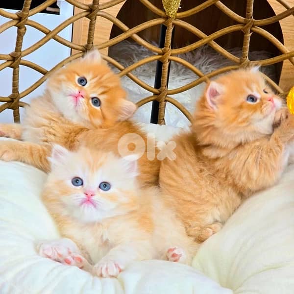 scottish persian gold 70485808 1