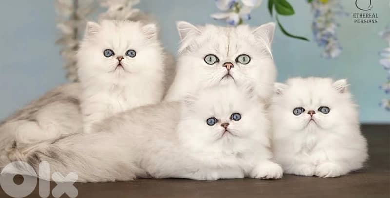 scottish persian gold 70485808 3