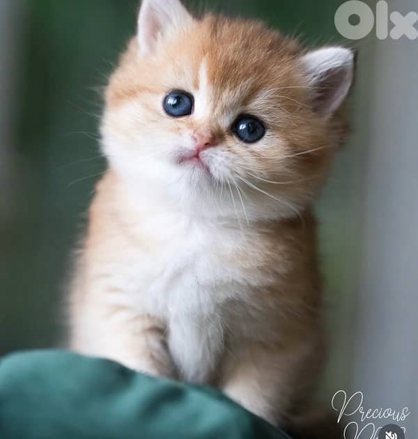 gold pure  70485808 0