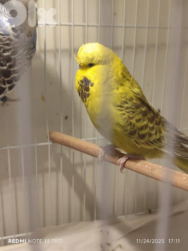 بادجي انكليزي english budgie للبيع 0