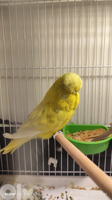 بادجي انكليزي english budgie للبيع 1