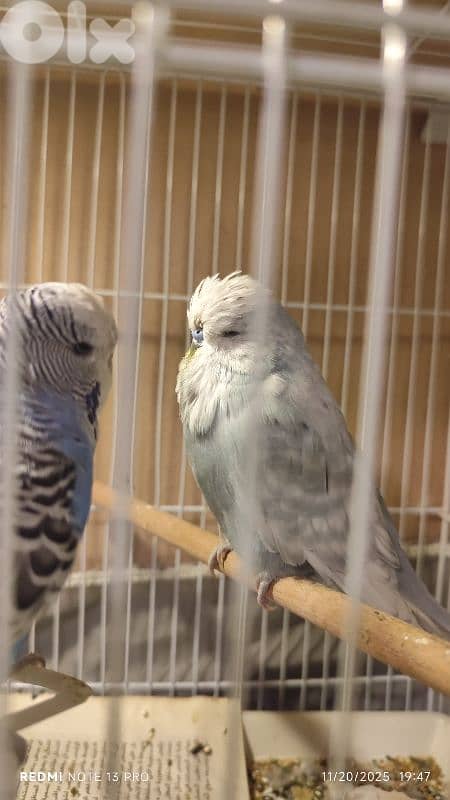 بادجي انكليزي english budgie للبيع 2