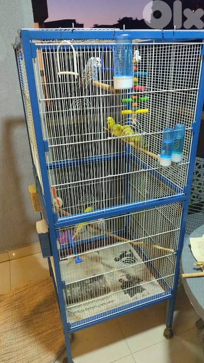 flight cage قفص مطير كبير للبيع