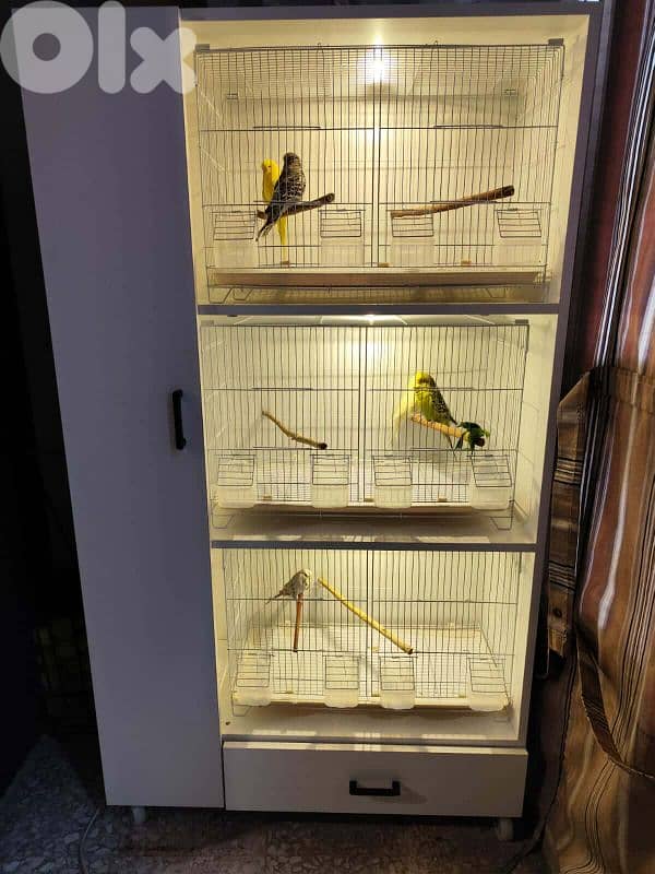 breeding cage closet خزانة اقفاص ببتزاوج للبيع 0