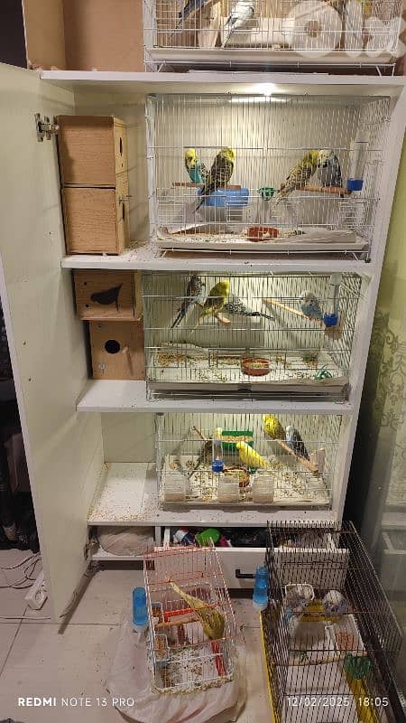 breeding cage closet خزانة اقفاص ببتزاوج للبيع 1