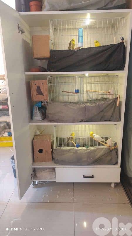 breeding cage closet خزانة اقفاص ببتزاوج للبيع 3