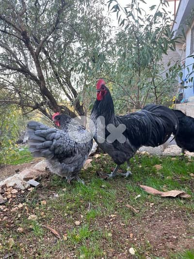 صور حي الرمل