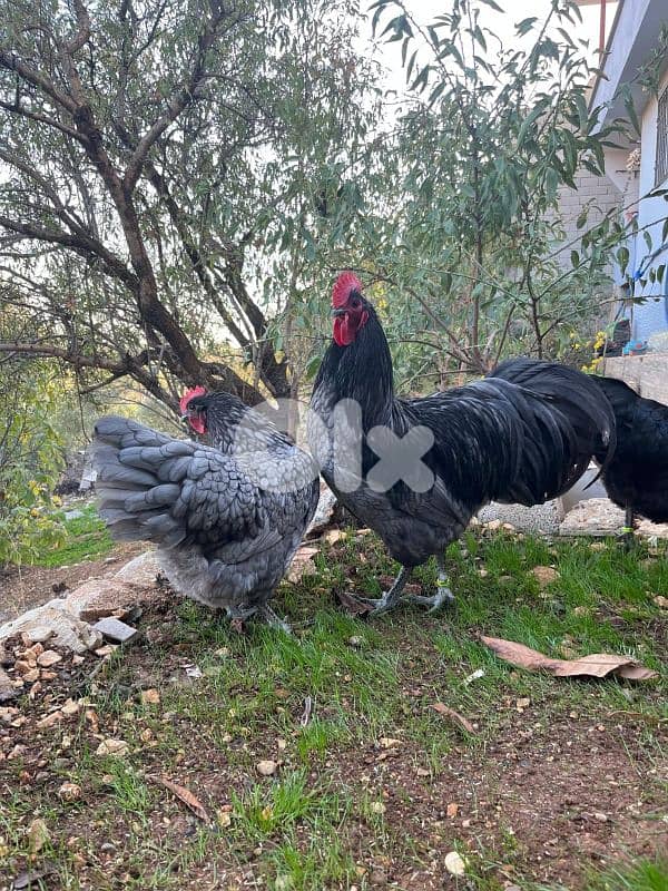 صور حي الرمل 0