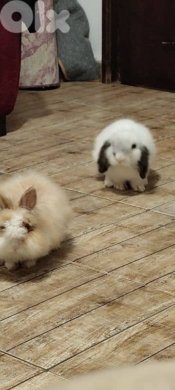 rabbits for sale 2