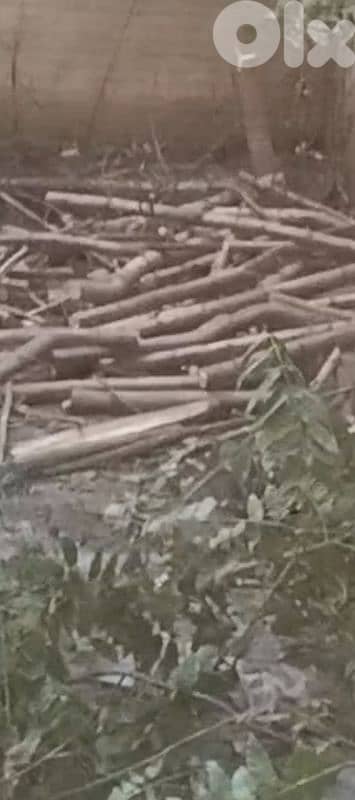 حطب موجود بي بيروت عين التينة