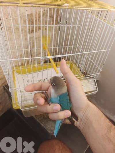 رماج مش مروض صحة ممتازة مع قفص ٢٠$