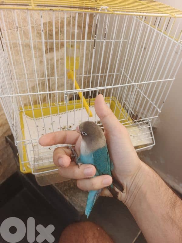 رماج مش مروض صحة ممتازة مع قفص ٢٠$ 0