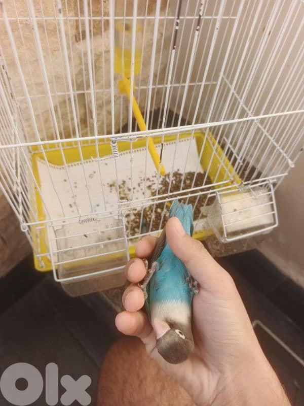 رماج مش مروض صحة ممتازة مع قفص ٢٠$ 1