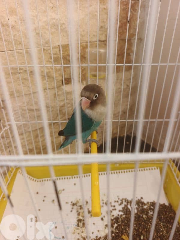 رماج مش مروض صحة ممتازة مع قفص ٢٠$ 2