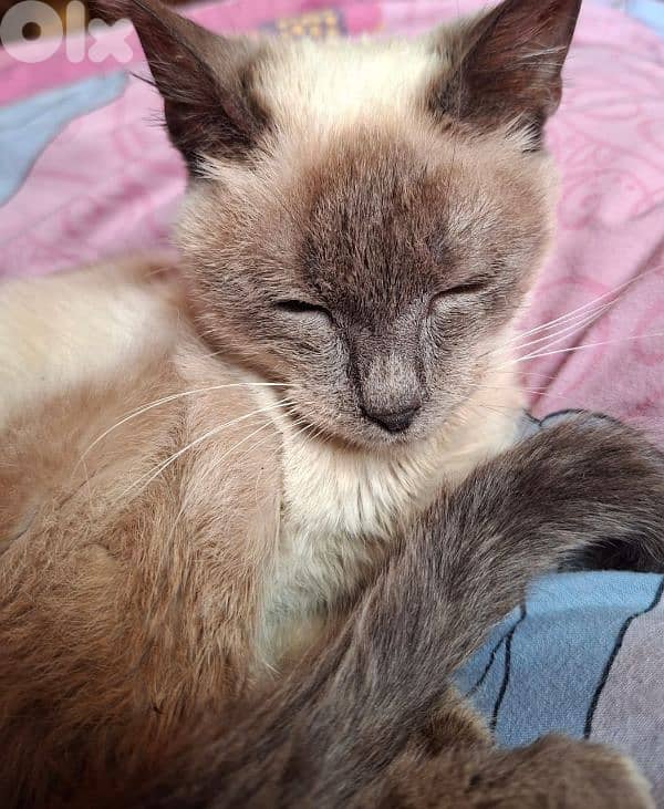 A cute siamese gray cat 0