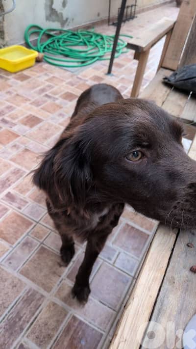 friendly female dog for adoption