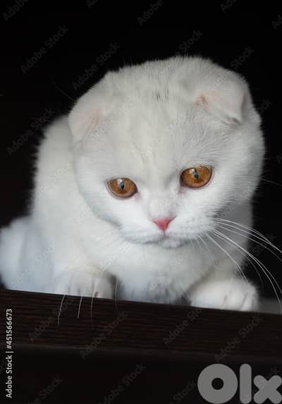 scottish white pregnant 70485808