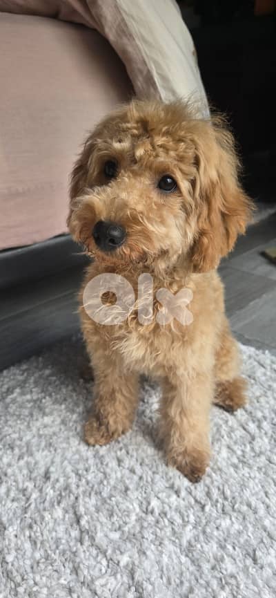 Miniature Pure Breed Poodle