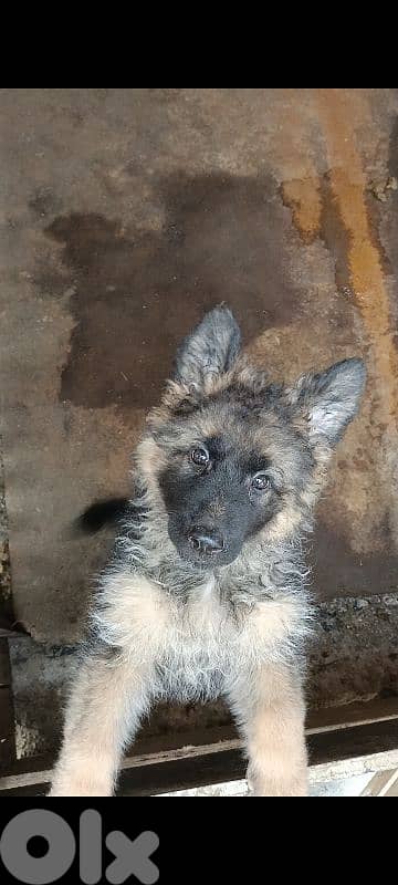 German shepherd full black german shepherd 2