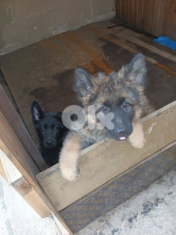 German shepherd full black german shepherd 3