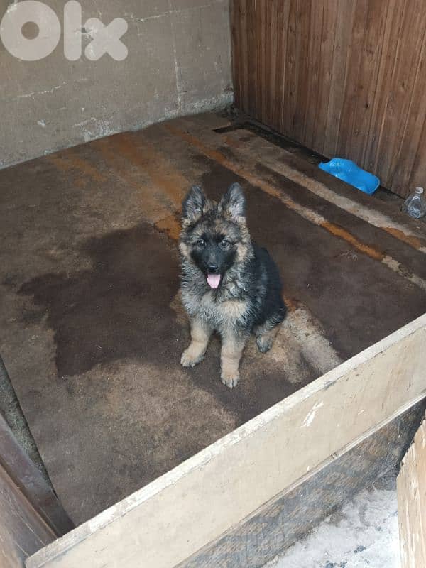 German shepherd full black german shepherd 1