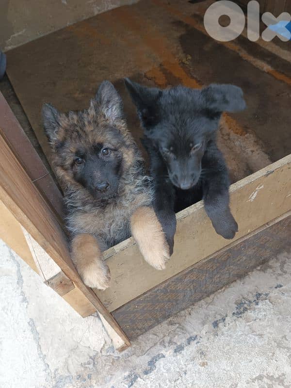 German shepherd full black german shepherd 4