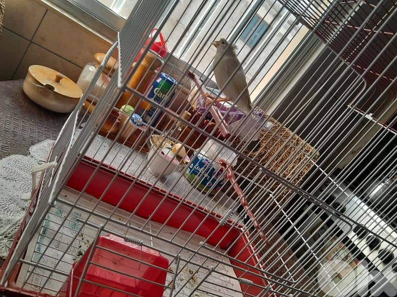 للبيع كنار مخلف لون ابيض مطربش ممتاز بجنن صحة توب حقو بس ١٥ دولار 1