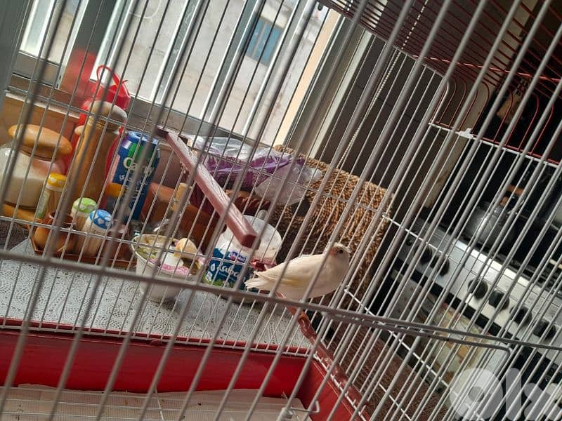 للبيع كنار مخلف لون ابيض مطربش ممتاز بجنن صحة توب حقو بس ١٥ دولار 2