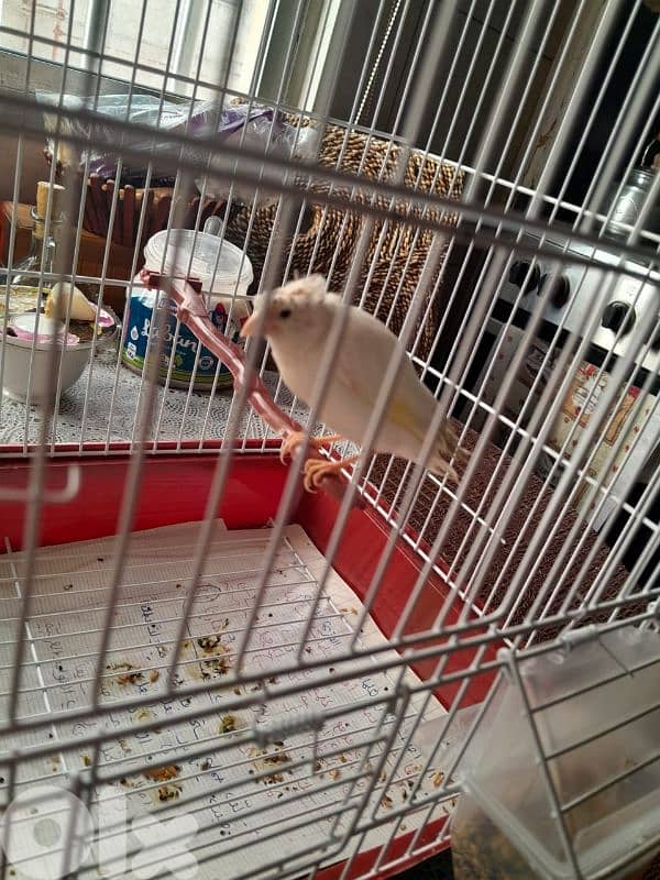 للبيع كنار مخلف لون ابيض مطربش ممتاز بجنن صحة توب حقو بس ١٥ دولار 3