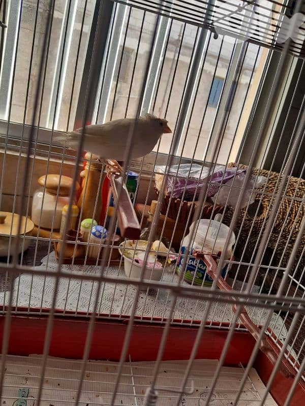 للبيع كنار مخلف لون ابيض مطربش ممتاز بجنن صحة توب حقو بس ١٥ دولار 4