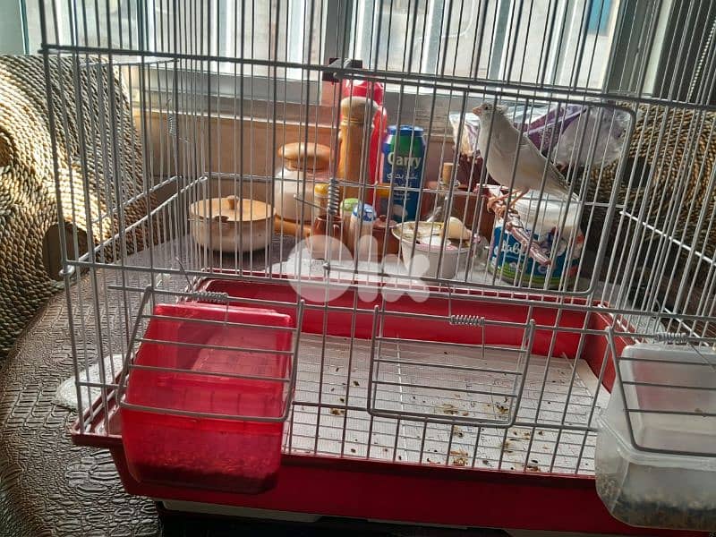 للبيع كنار مخلف لون ابيض مطربش ممتاز بجنن صحة توب حقو بس ١٥ دولار 8