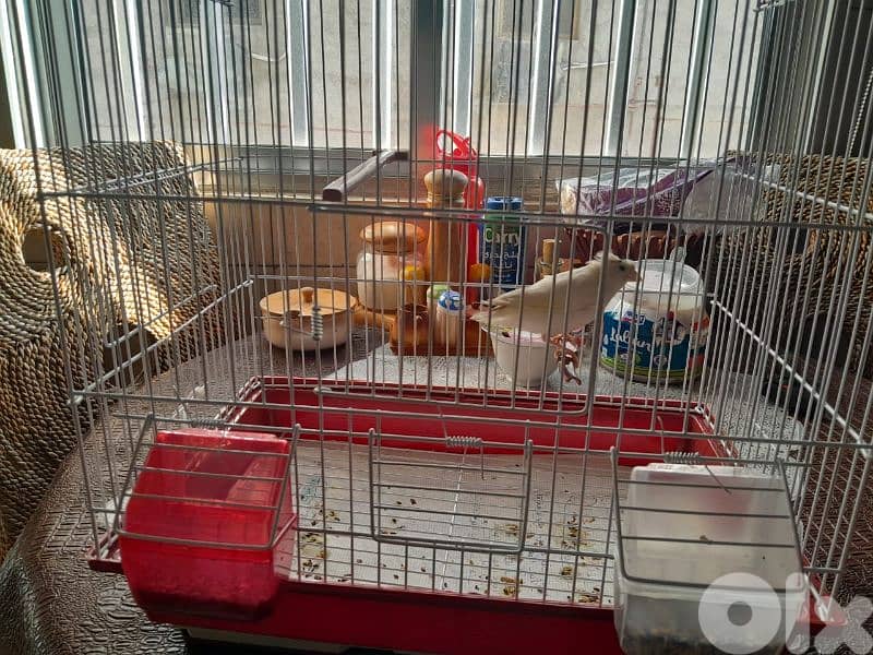 للبيع كنار مخلف لون ابيض مطربش ممتاز بجنن صحة توب حقو بس ١٥ دولار 10