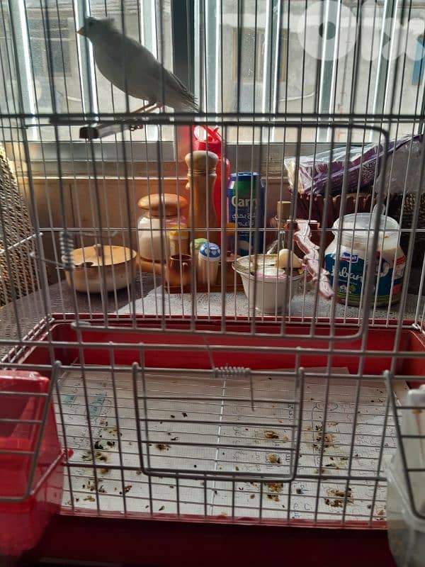 للبيع كنار مخلف لون ابيض مطربش ممتاز بجنن صحة توب حقو بس ١٥ دولار 11