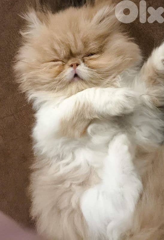 قطط للبيع 4