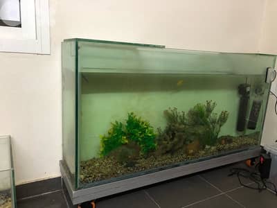 aquarium with cichlids for sale