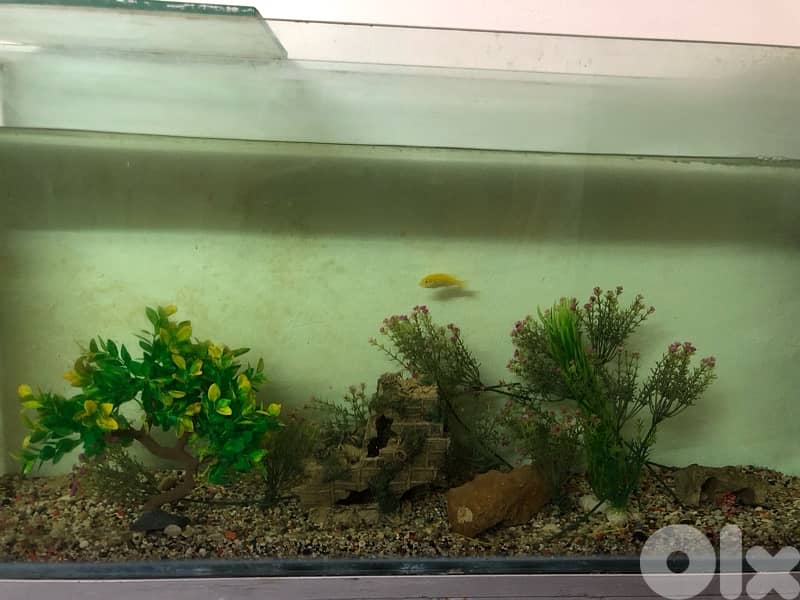 aquarium with cichlids for sale 1