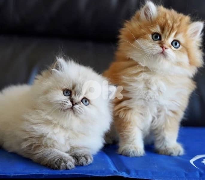 gold and white kitten 70485808 0