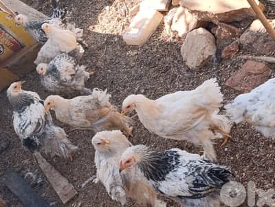 brahma light 17 7abe. . . 6 3omer sene w 11 3omer 6 month. . j