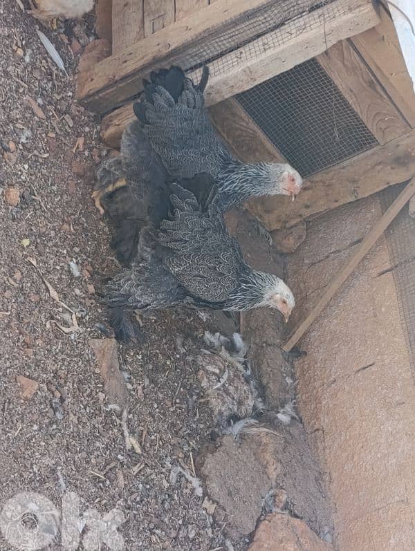 brahma light 17 7abe. . . 6 3omer sene w 11 3omer 6 month. . j 2