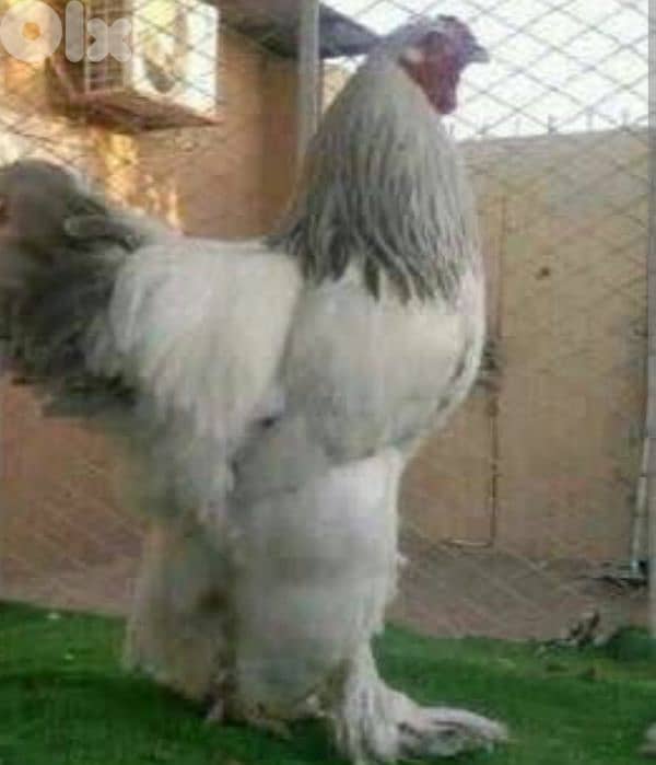 brahma light 17 7abe. . . 6 3omer sene w 11 3omer 6 month. . j 3