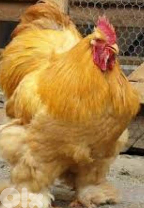 brahma light 17 7abe. . . 6 3omer sene w 11 3omer 6 month. . j 4